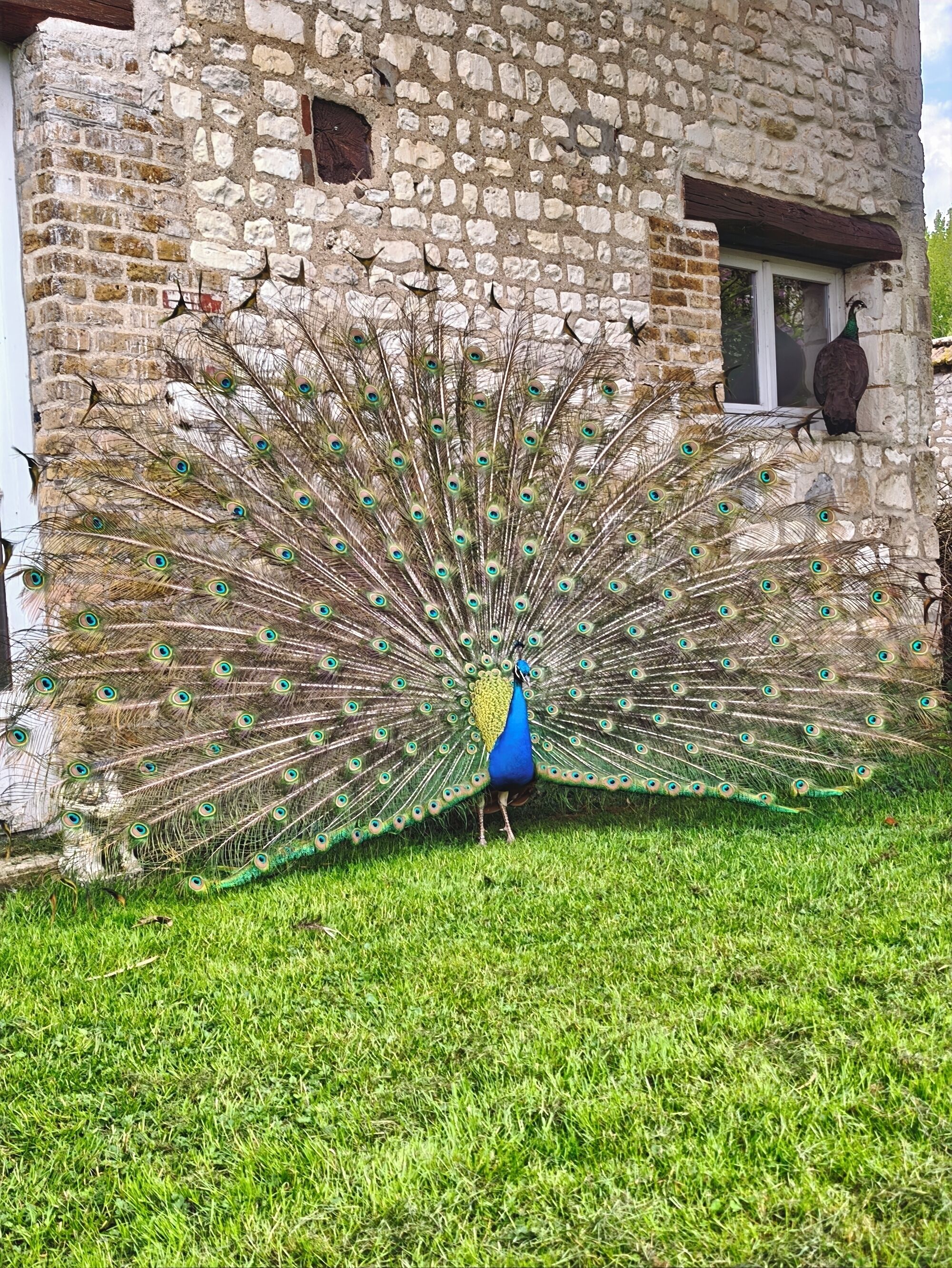 A peacock with an open tail displaying its feathers in front of a stone building.