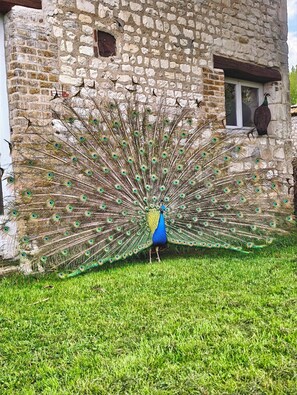 Miscellaneous - Gîte Terre d'Ardenne (Le Thour)