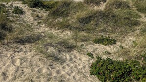 A coastal landscape with sand dunes and a view of the ocean. - 60s modernism by Rågeleje beach (Vejby)
