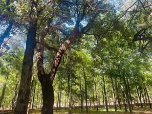 Metsäinen alue, jossa on korkeita puita ja puinen aita.