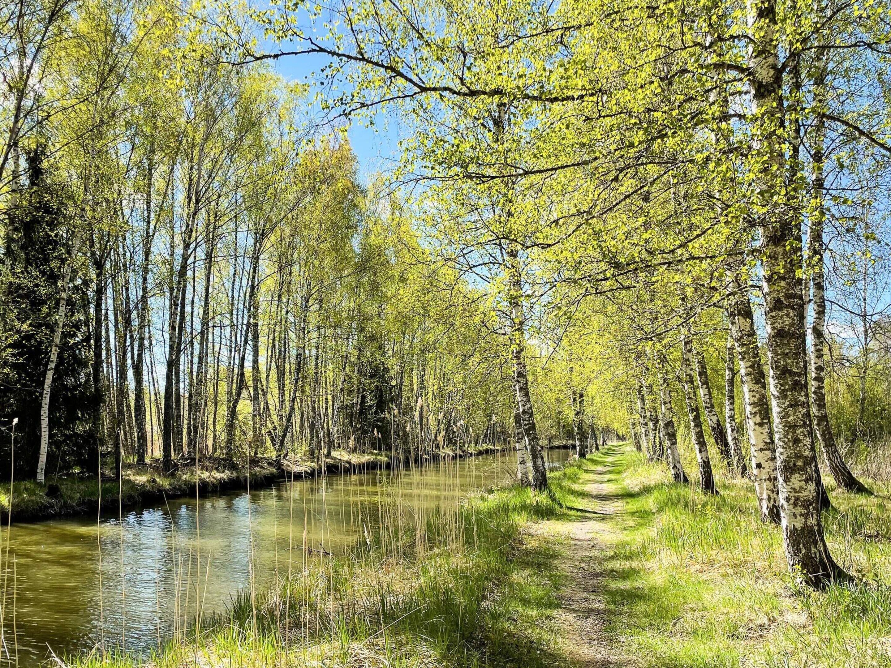 Un sentiero costeggiato da betulle che conduce a una superficie d'acqua tranquilla.