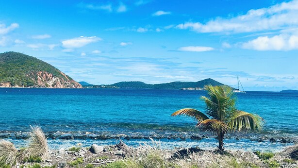 A coastal landscape with clear blue water, rocky shore, and a palm tree. - NEW LISTING: Stylish, scenic & renovated condo steps from Caribbean in Red Hook! (St Thomas)