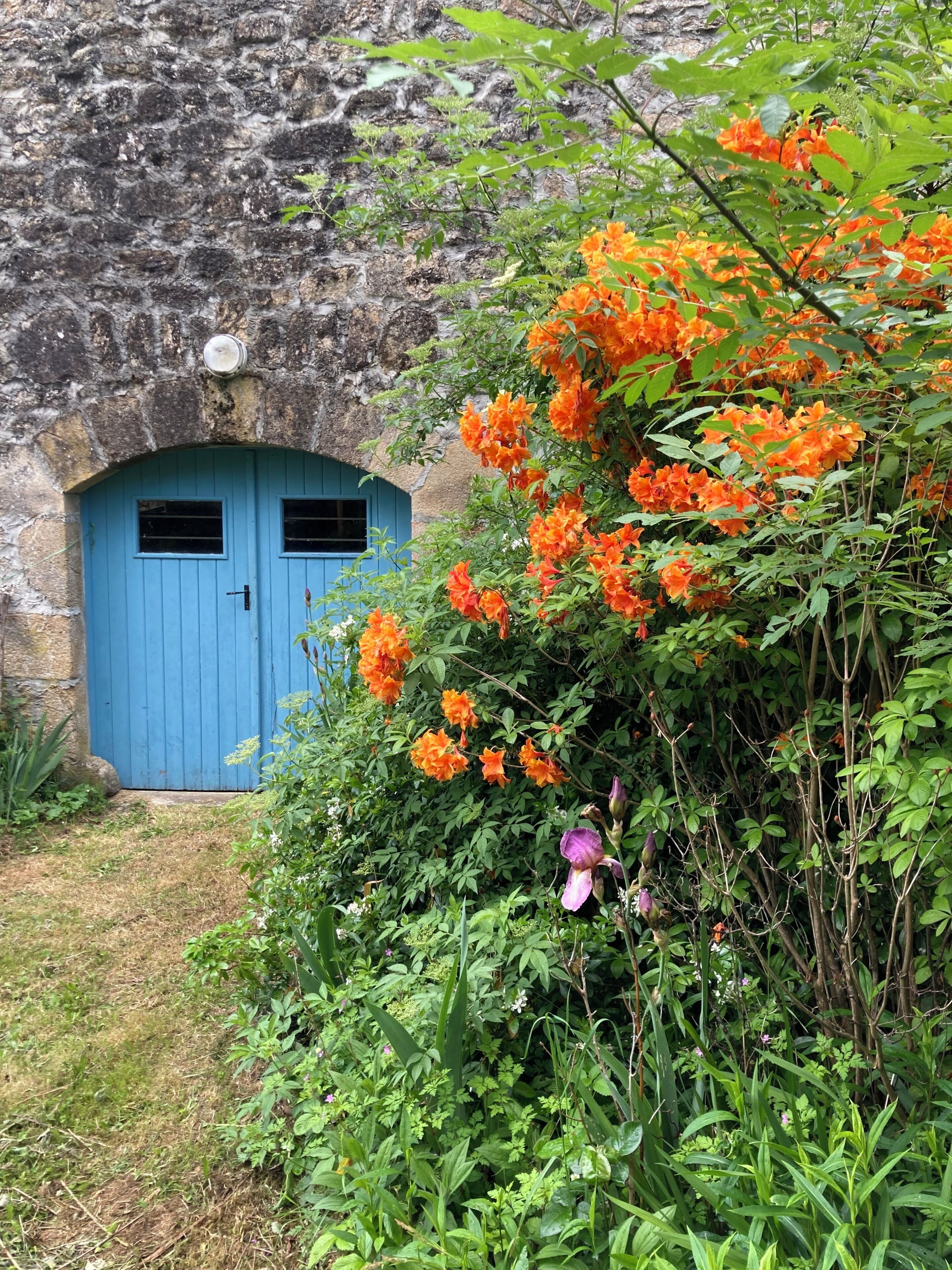 En blå dør mod en murstensvæg, omgivet af frodigt grønt og livlige orange blomster.