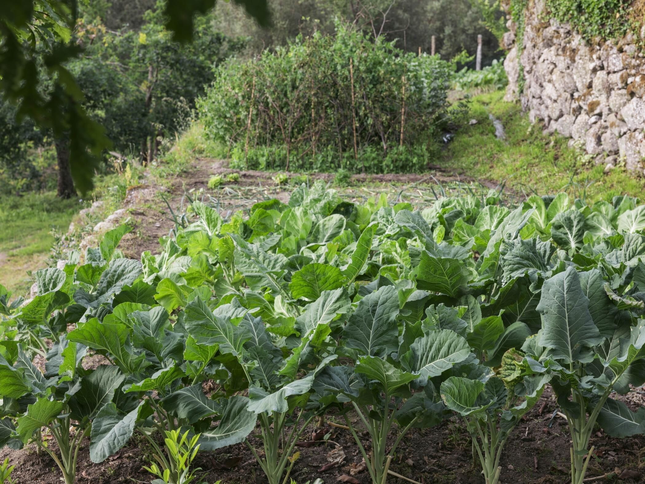 Un jardín con plantas verdes frondosas, un muro de piedra y un árbol al fondo.