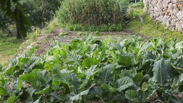 Un jardín con plantas verdes frondosas, un muro de piedra y un árbol al fondo.