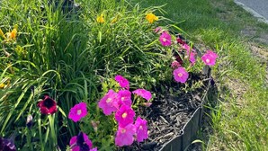 A residential street with houses, trees, and a flower bed with various flowers. - Arcade, Close to Fall, 4bdrm,  off street Parking (Niagara Falls)