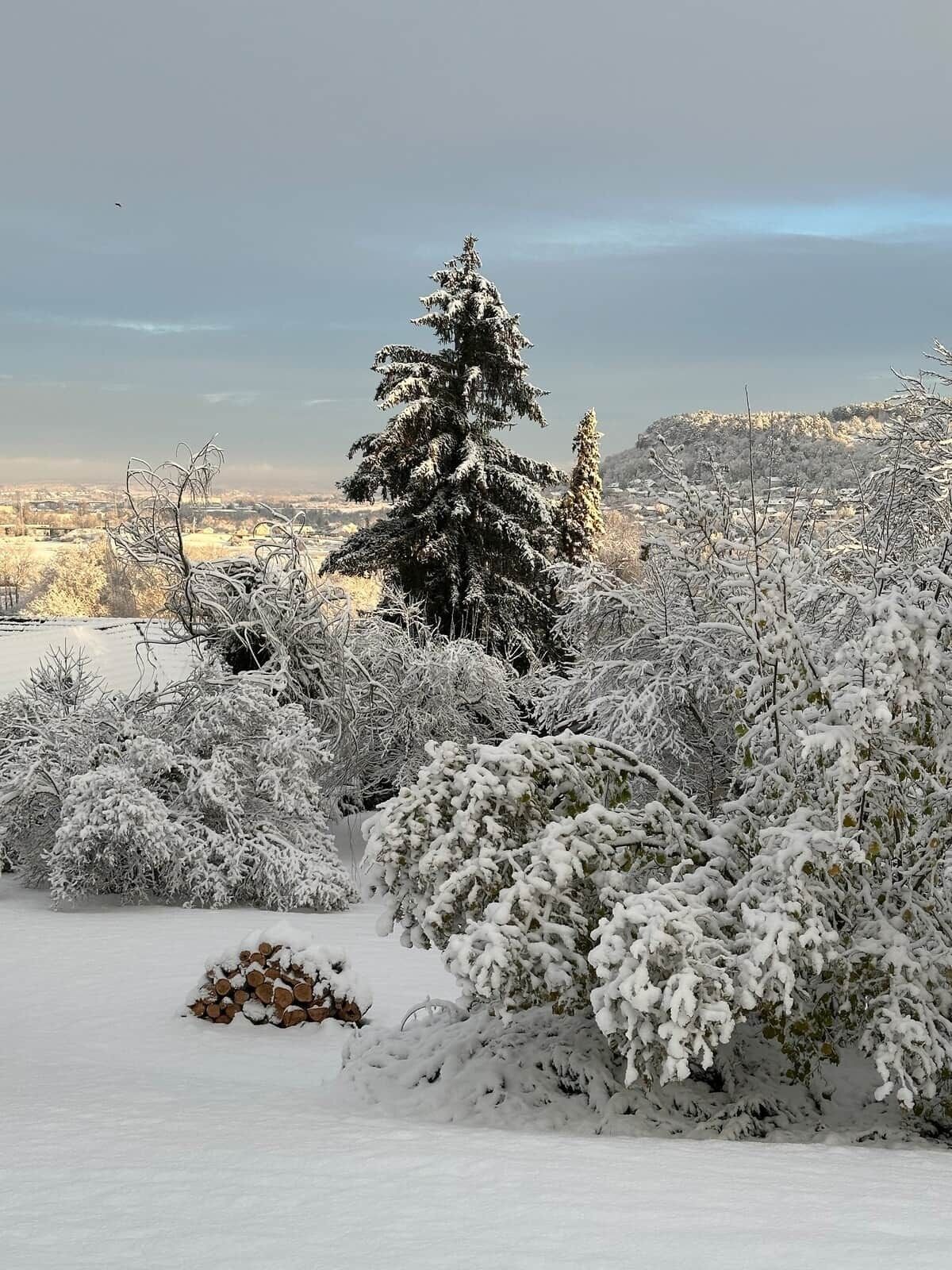 Paesaggio innevato con un grande conifero e una pila di legna.