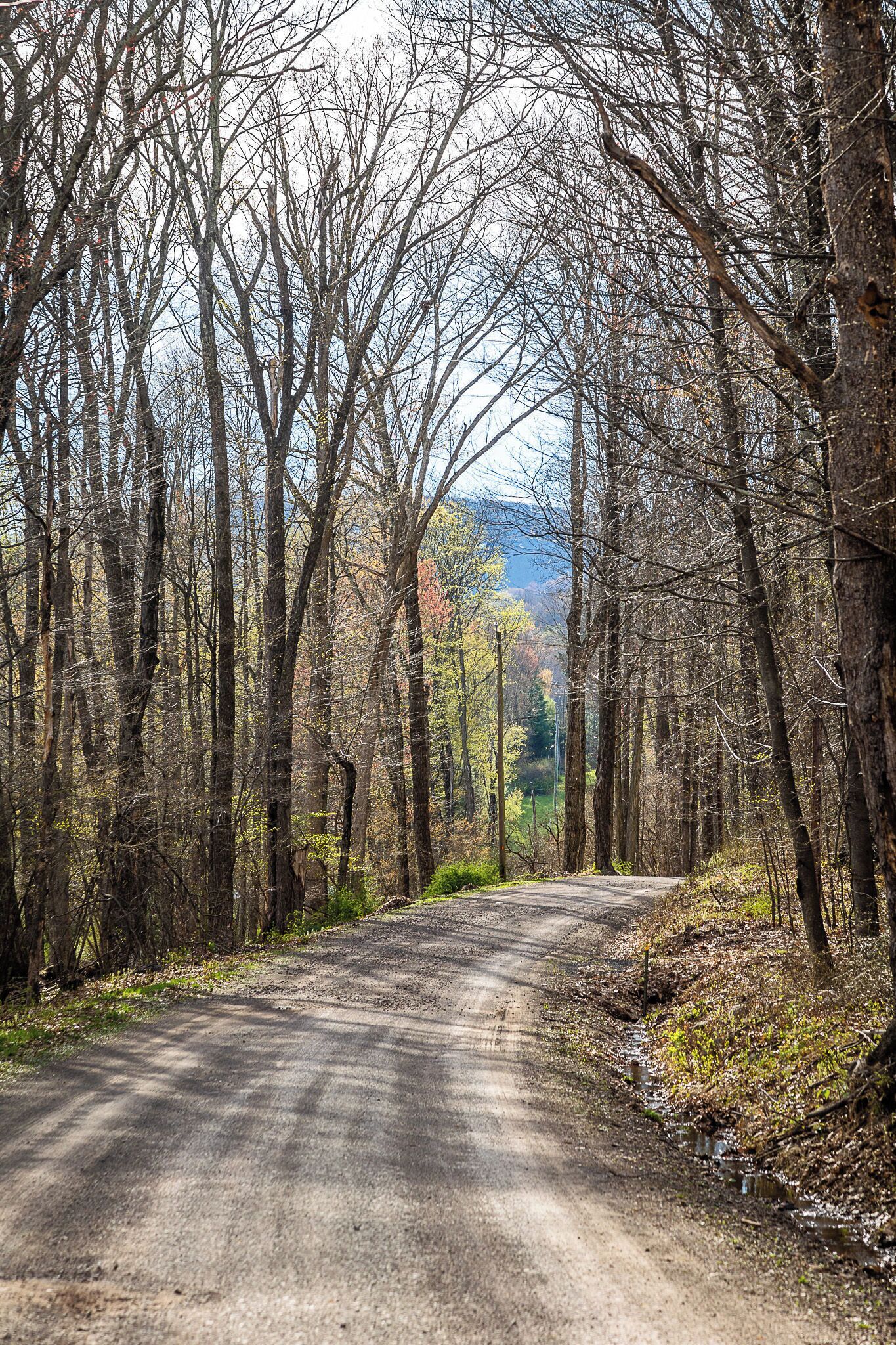 Une route bordée d’arbres des deux côtés.