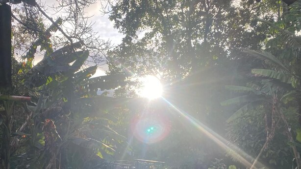 Un jardín con una escena iluminada por el sol, una cerca y diversas plantas.