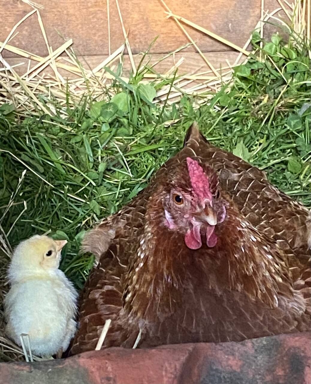 Ein Hahn und ein Küken in einer Wiese.