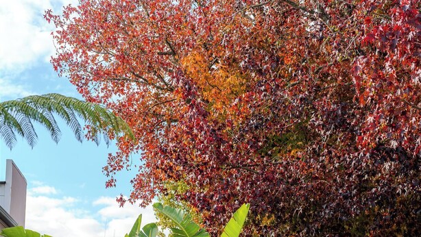 A concrete planter with a banana plant and a tree with red and orange leaves.