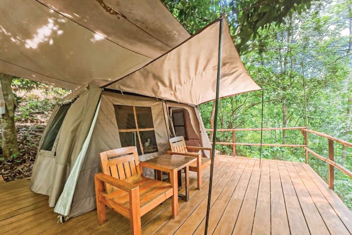  Tent, Forest View