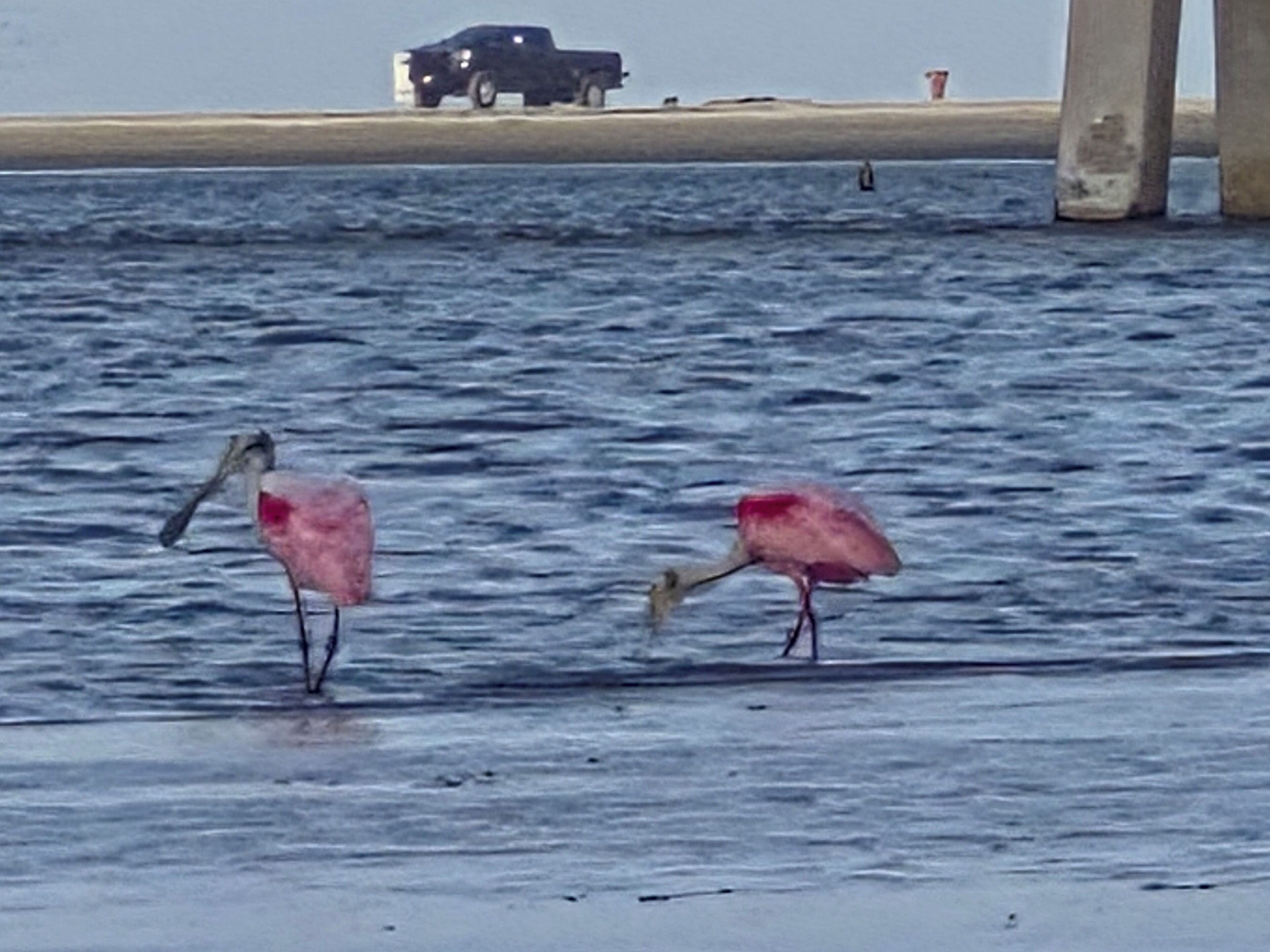 Dos flamencos rosados de pie en aguas poco profundas cerca de una estructura de concreto.