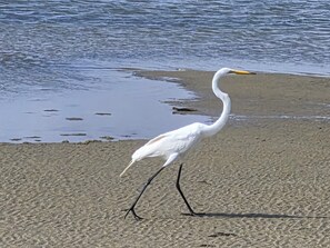 Ein weißer Vogel mit orangenem Schnabel und schwarzen Beinen läuft am sandigen Strand entlang.