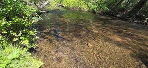 A clear stream surrounded by dense greenery.