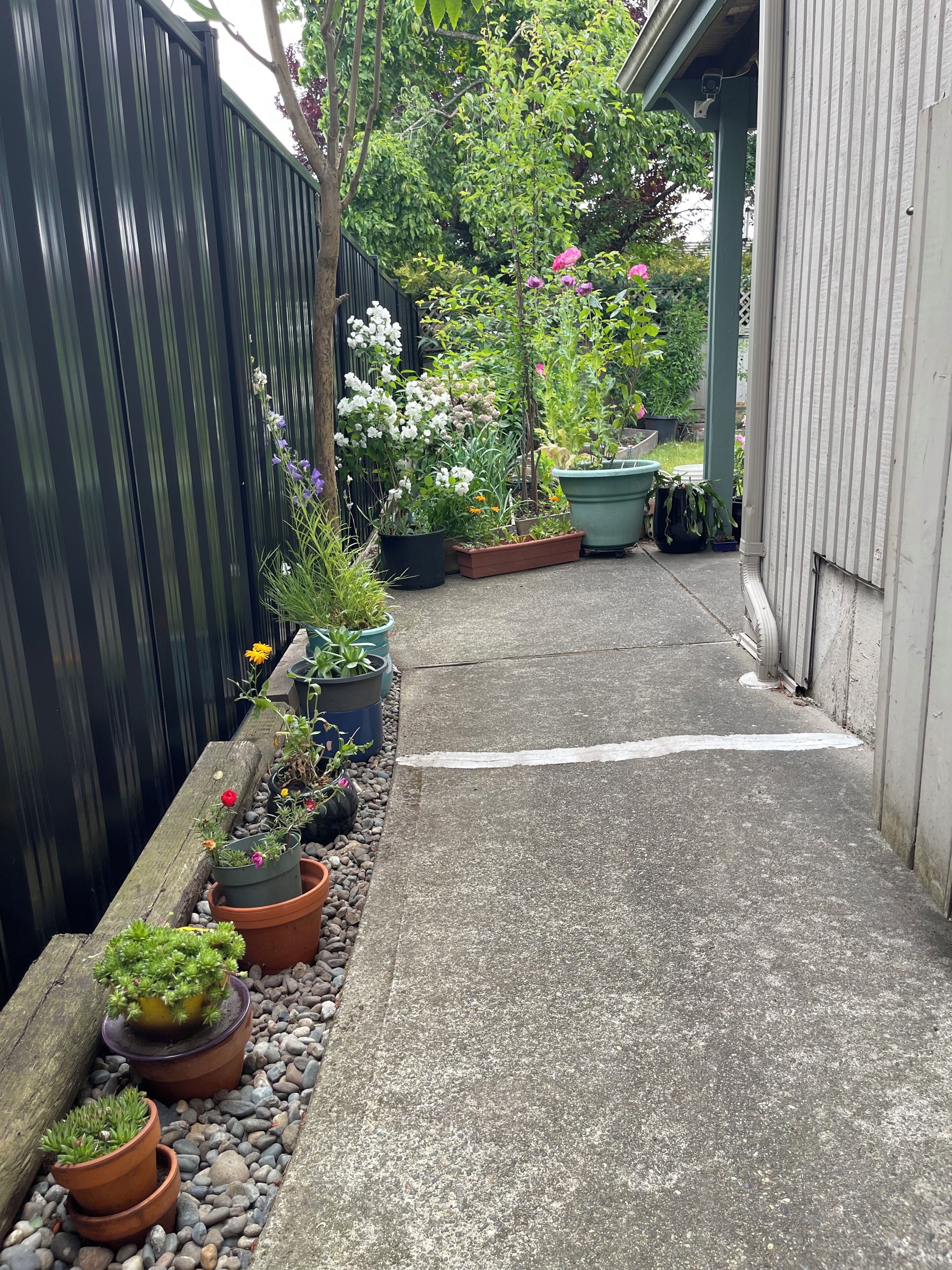 A narrow pathway flanked by potted plants and a metal fence, leading to a building.