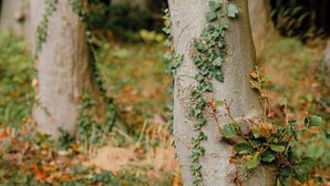 Un arbre amb hera que serpenteja pel tronc, envoltat d'altres arbres en un bosc.