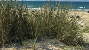 Une plage avec des dunes de sable et de hautes herbes au premier plan, qui s’étendent jusqu’à l’océan.
