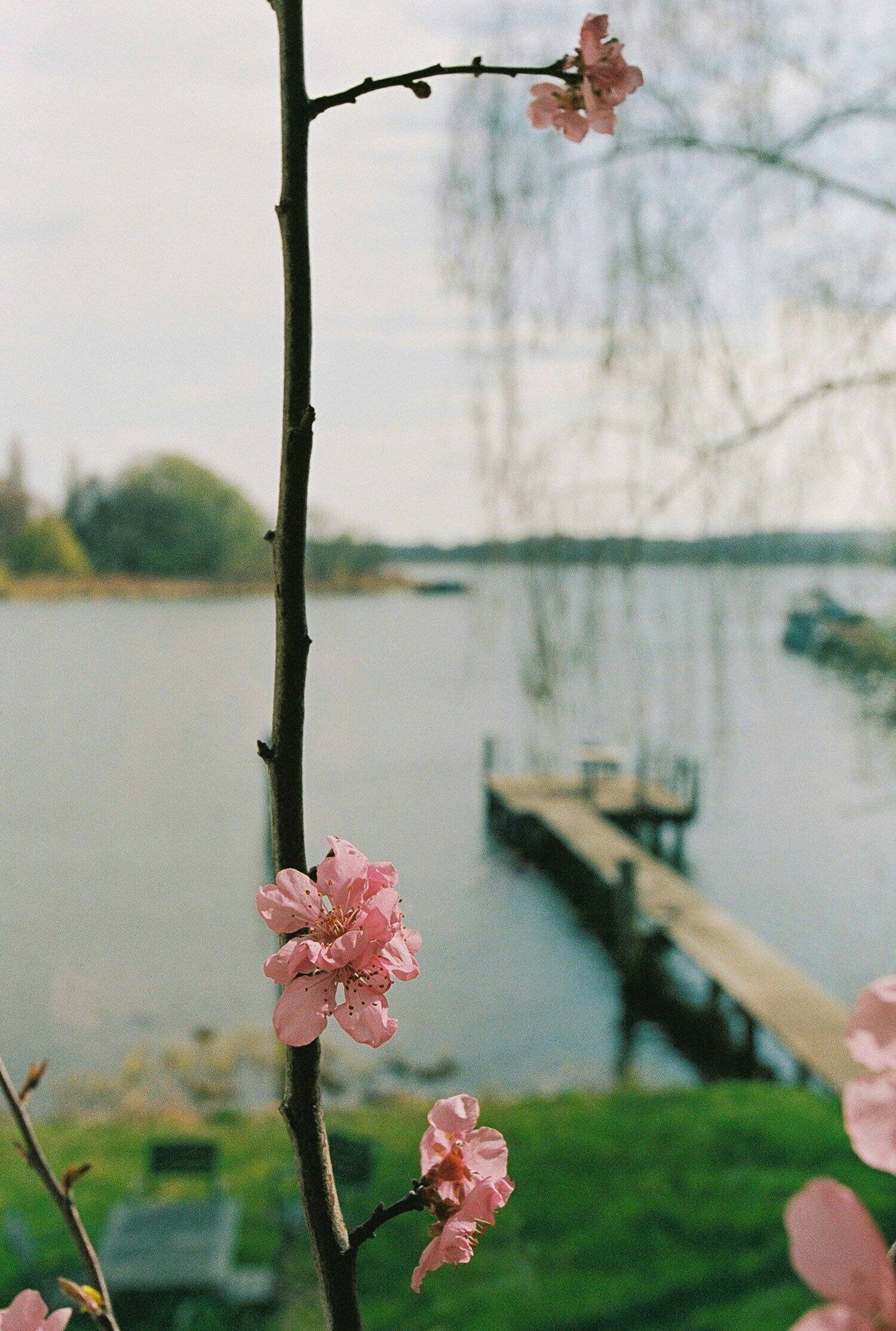 Une branche ornée de fleurs roses, une étendue d’eau et un quai.