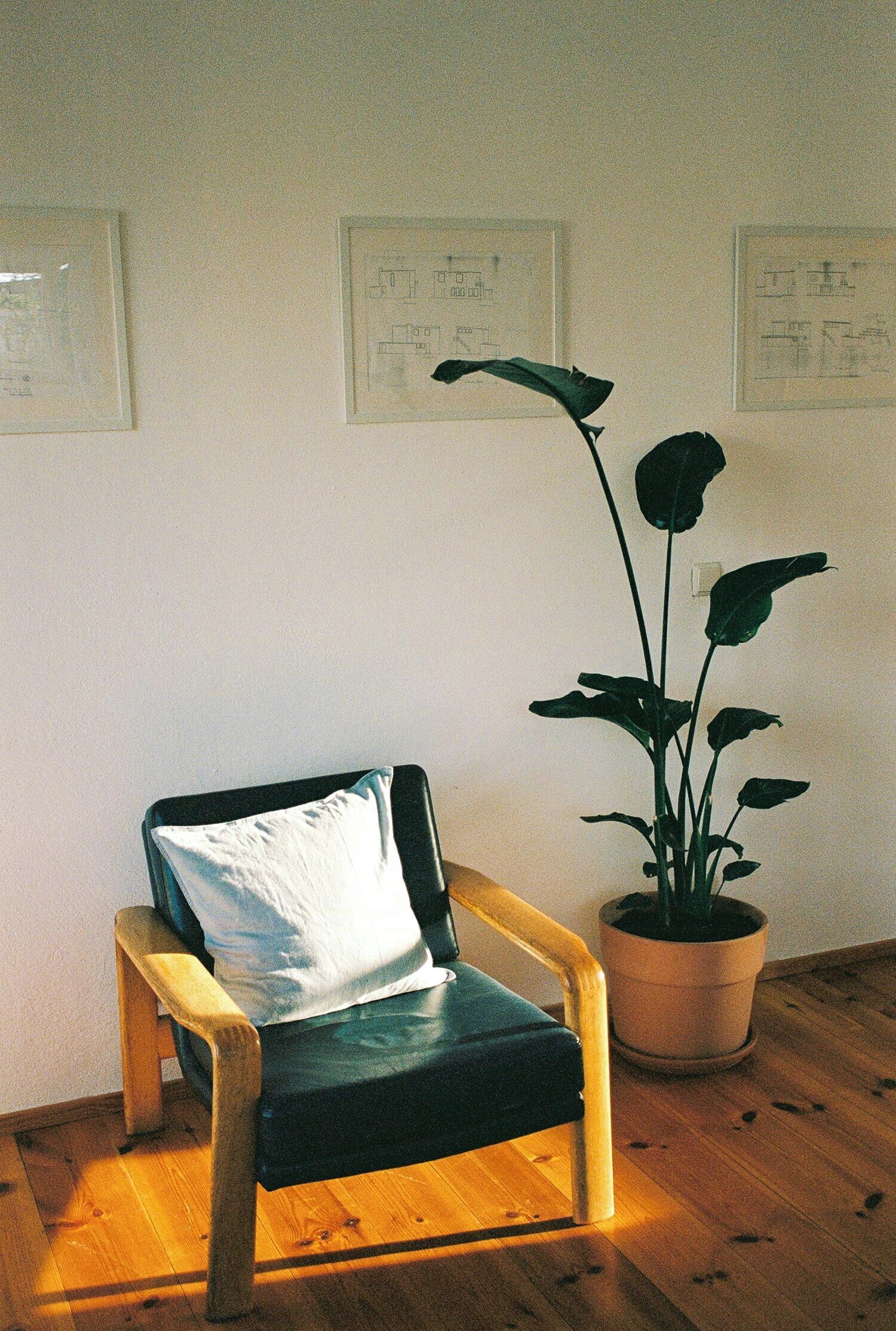 Ein Sessel mit Kissen, ein Blumentopf und architektonische Zeichnungen an der Wand.