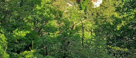 Un quartier résidentiel composé de plusieurs maisons, entouré d’une forêt dense, traversé par une route sinueuse et bordé d’un plan d’eau.