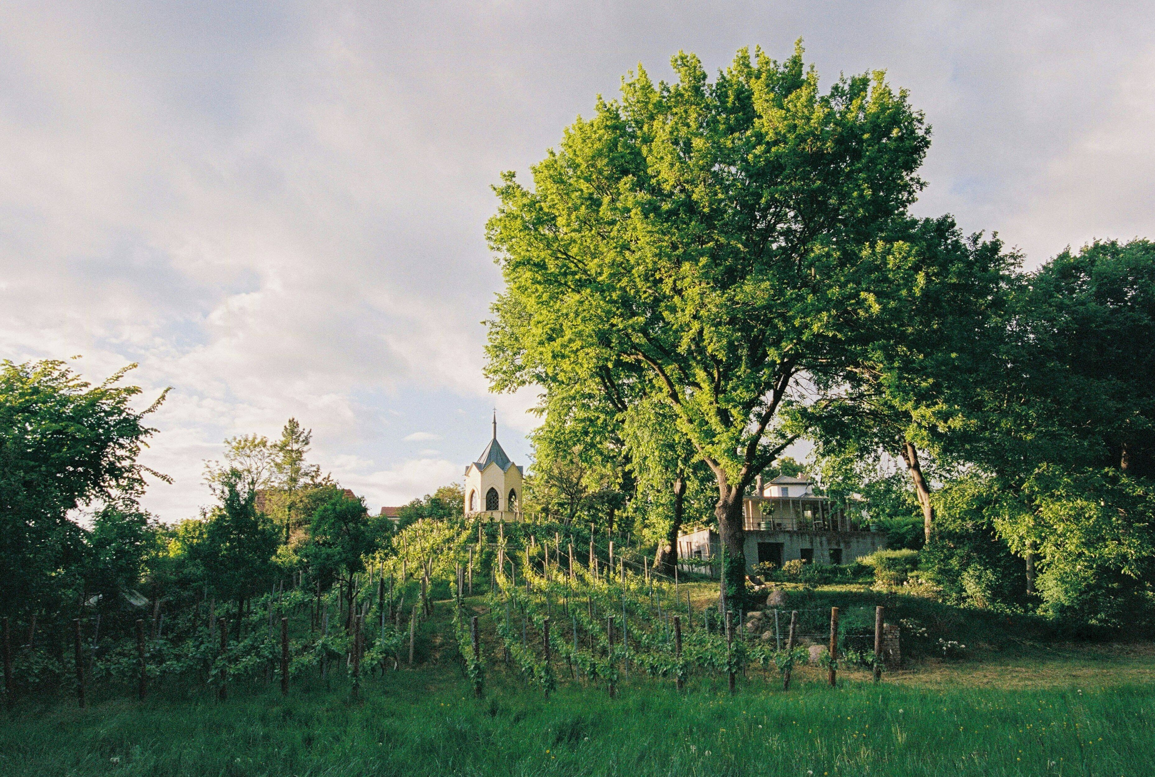 A vineyard with rows of grapevines, a church, and a large tree.