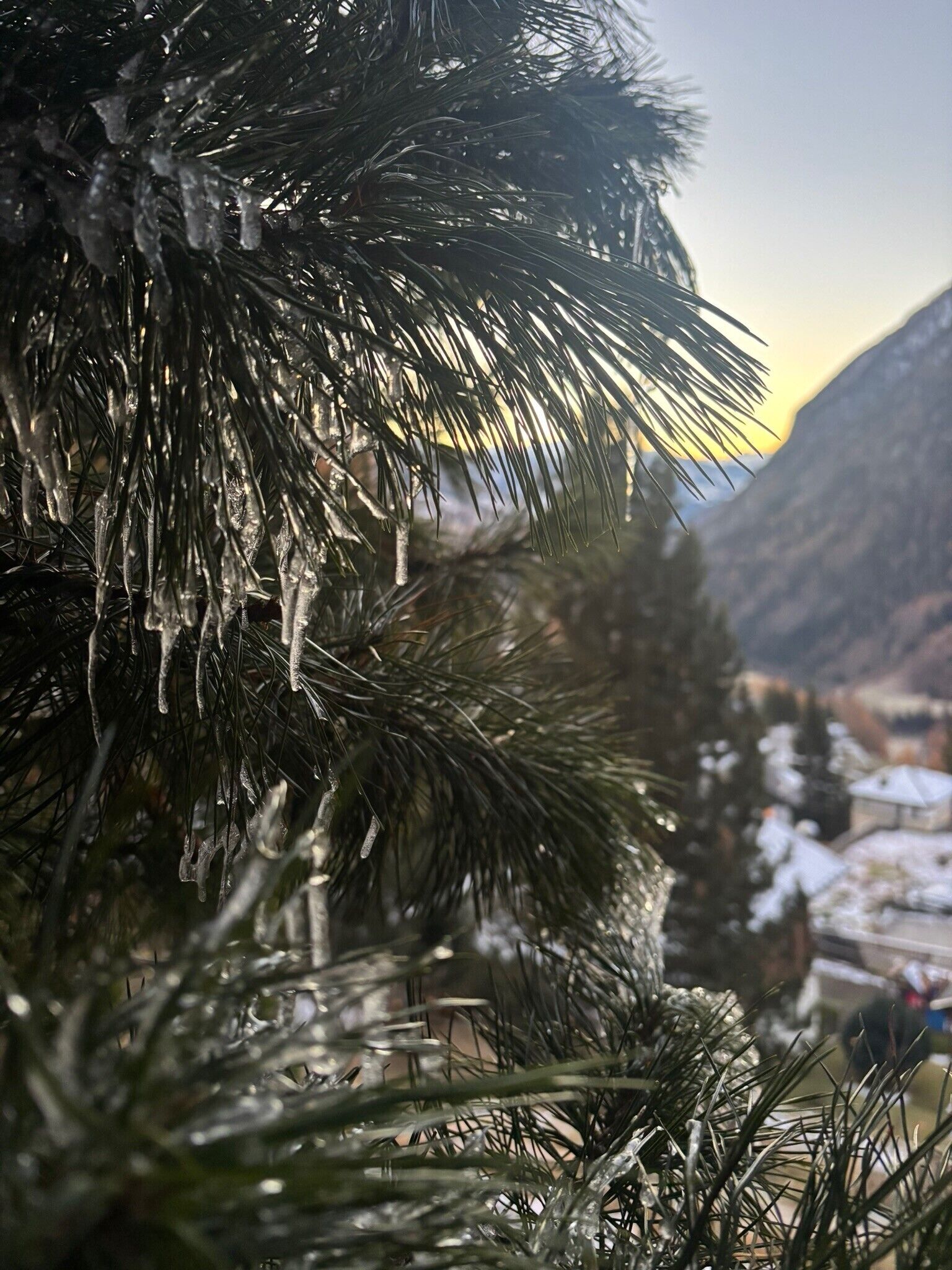 A close-up of a pine tree with icicles, set against a mountainous backdrop.