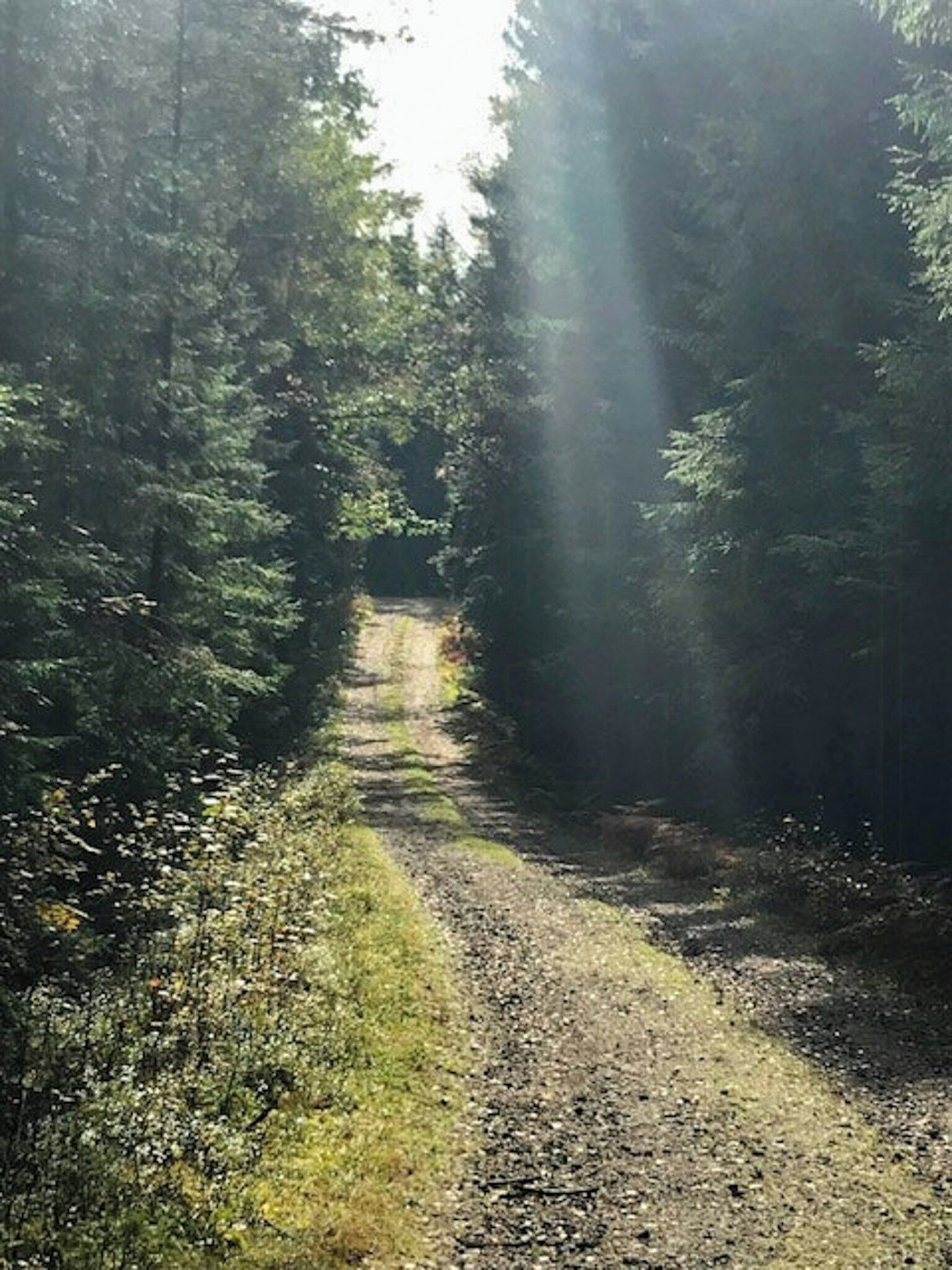 Metsäinen polku, jonka yllä auringonvalo siivilöityy puiden lehtien läpi.
