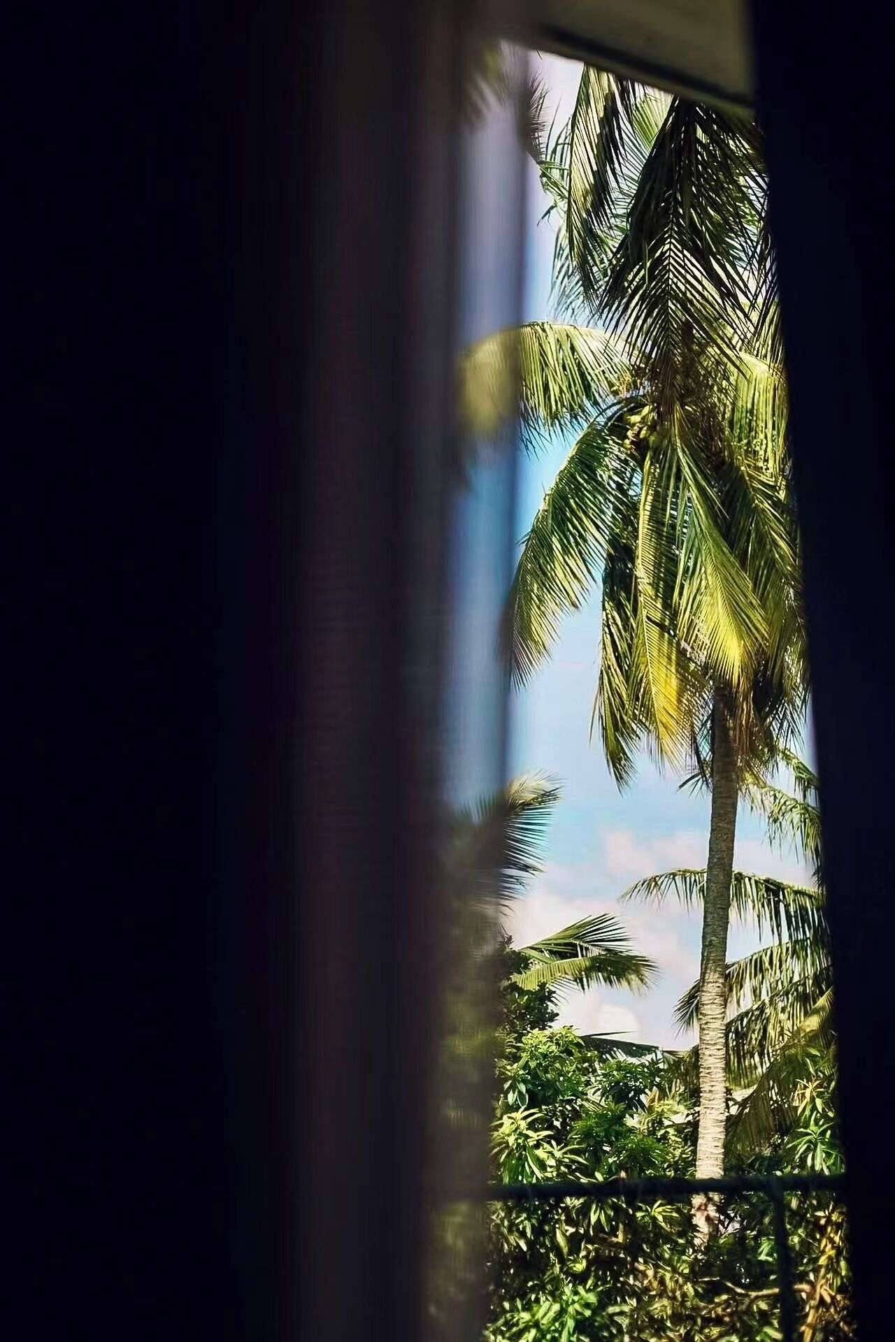 A window view of a tall palm tree and dense foliage.