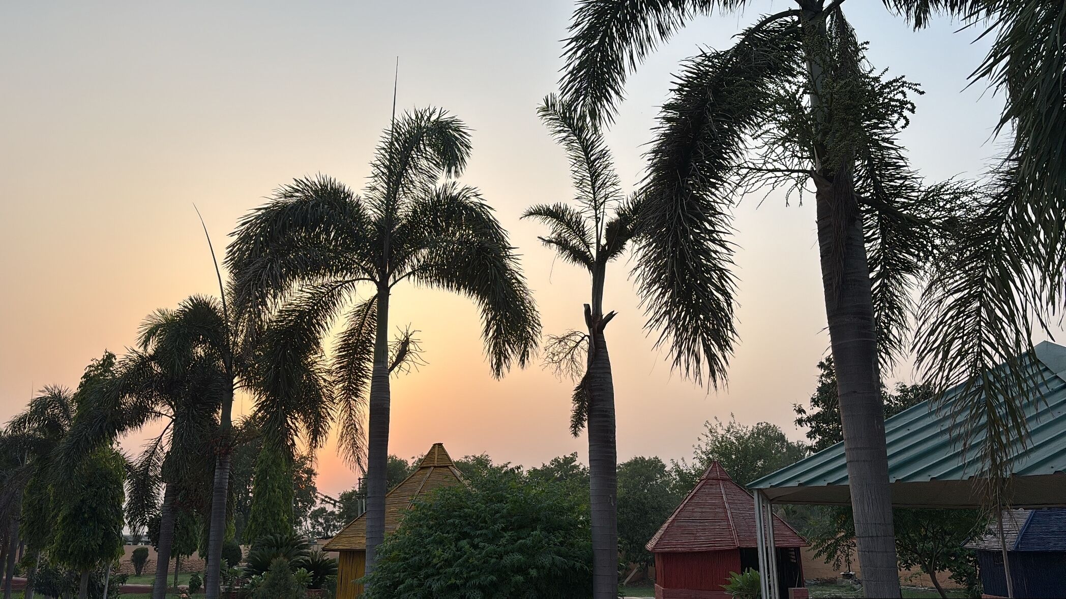 A row of palm trees with a sunset in the background.