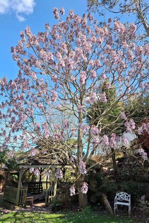 Ein Baum mit rosa Blüten, eine Holz-Pergola und eine Steinmauer.