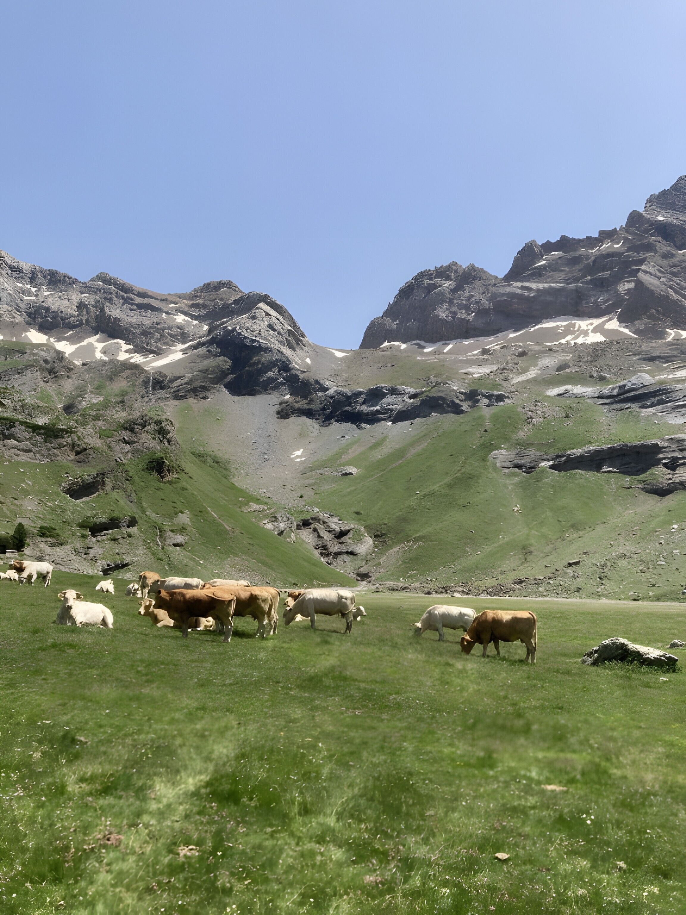 Eine Berglandschaft mit weidenden Kühen.