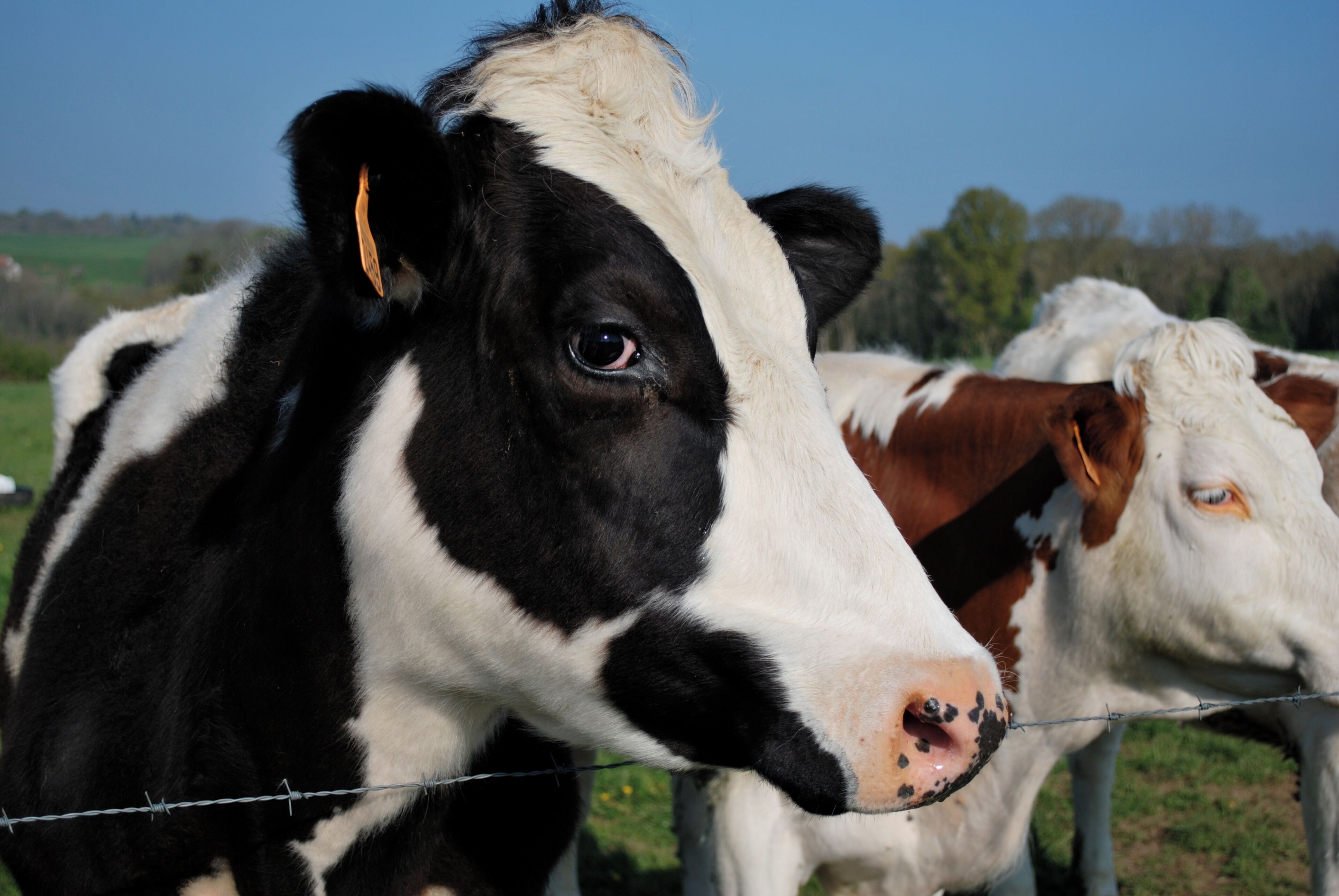 Una vaca de pelaje blanco y negro detrás de una cerca de alambre.