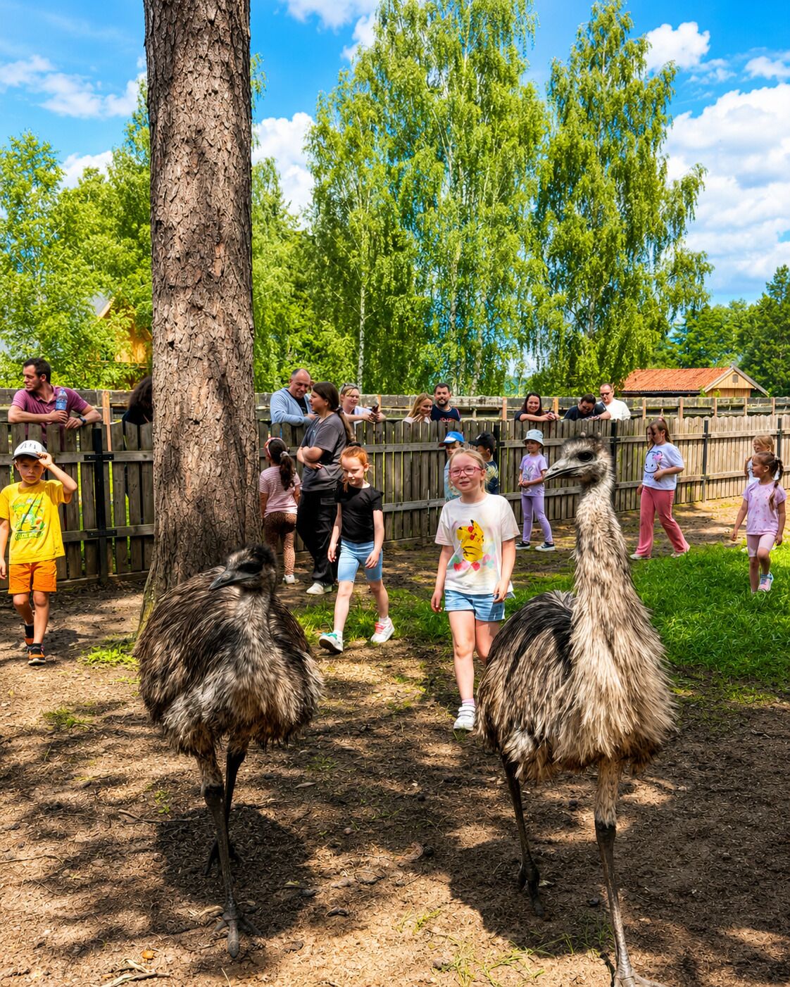 A group of people observing ostriches in a fenced enclosure with trees in the background.