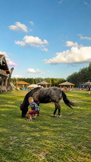 A horse grazing in a grassy field with a child nearby.