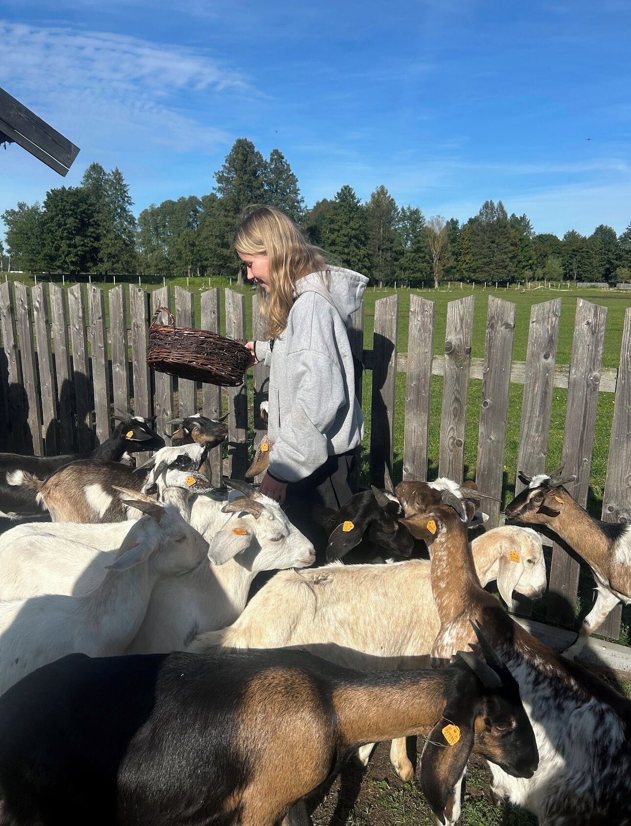 Una persona alimentando cabras en un área cercada, con una valla de madera y árboles al fondo.