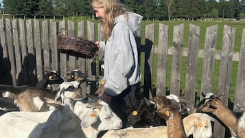 Una persona alimentando cabras en un área cercada, con una valla de madera y árboles al fondo.