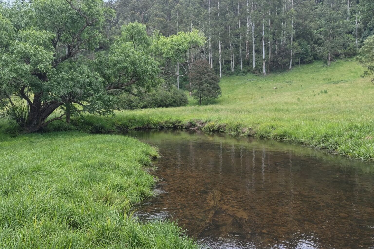 A natural landscape with a stream, grassy areas, and trees.