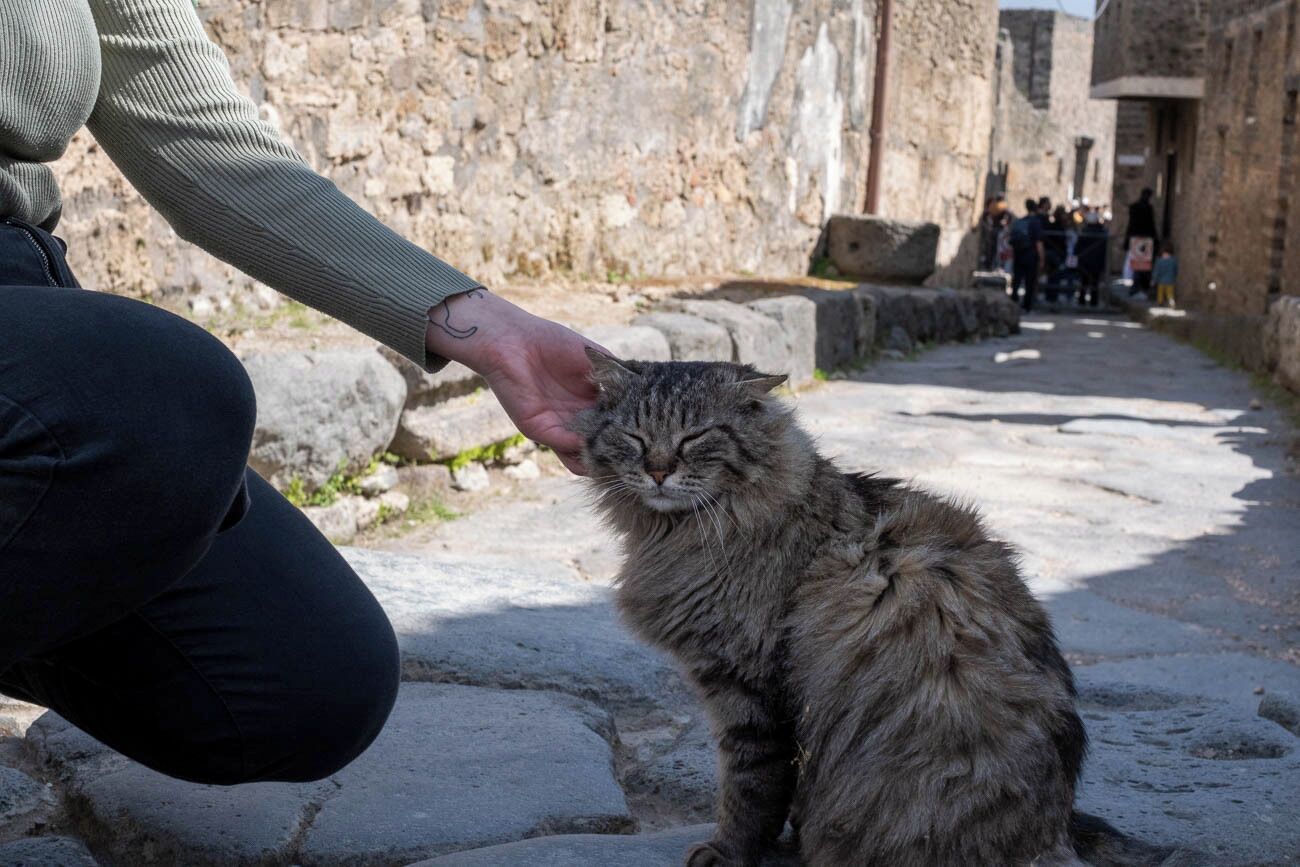A stone-paved pathway with a person petting a cat.