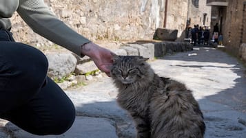 A stone-paved pathway with a person petting a cat.