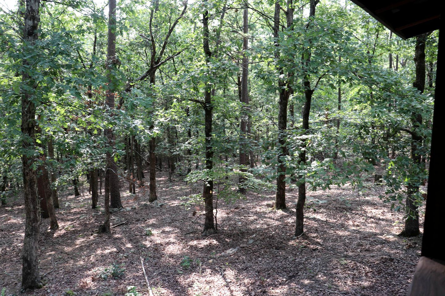 A forested area with tall trees and a ground covered in leaves and twigs.