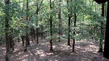 A forested area with tall trees and a ground covered in leaves and twigs.
