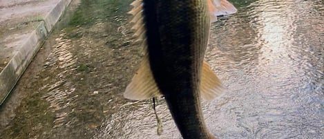 A large fish hanging over a body of water with a bridge and greenery in the background.
