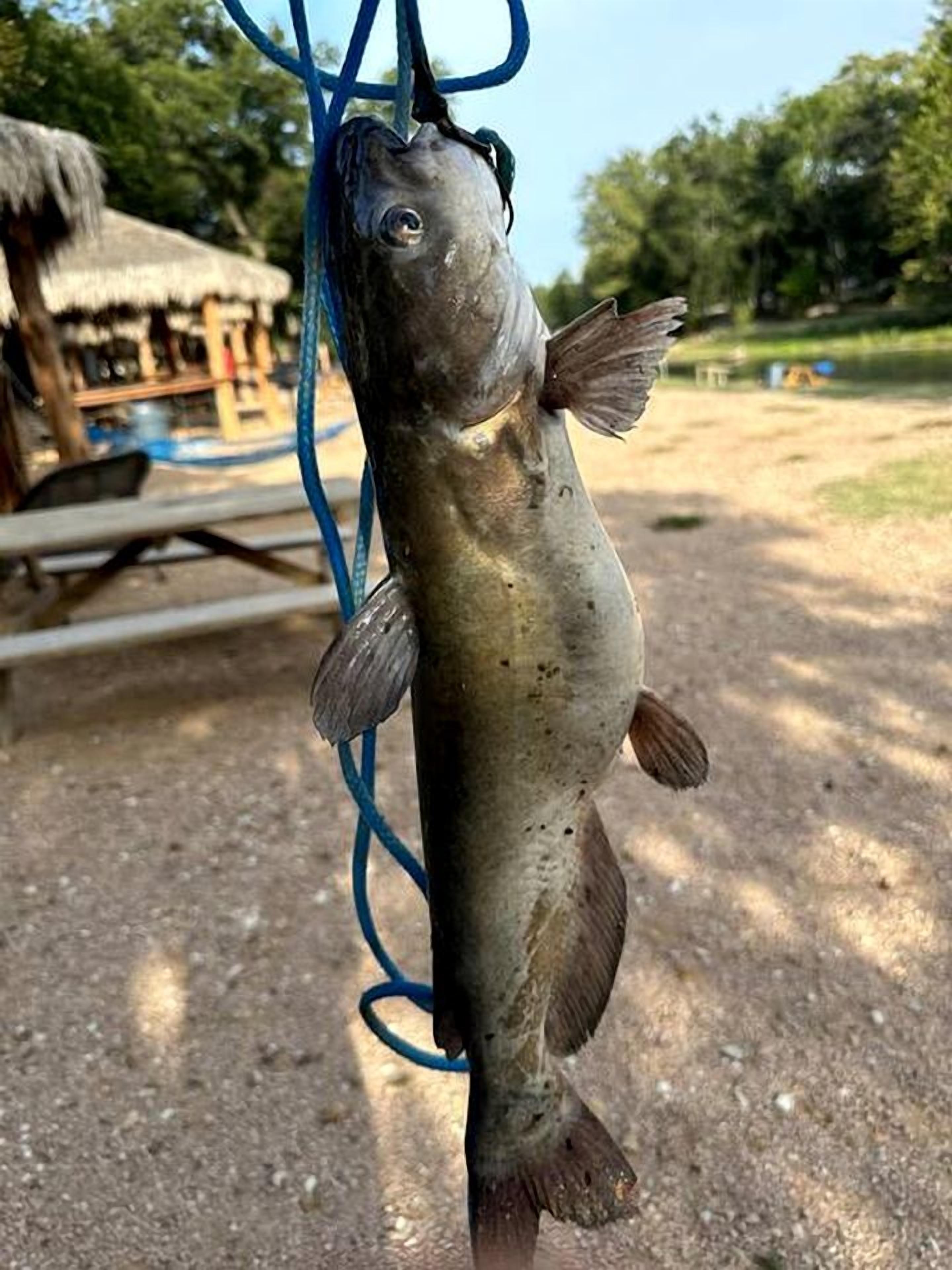 A fish hanging on a blue line, with a thatched-roof structure and a picnic table in the background.