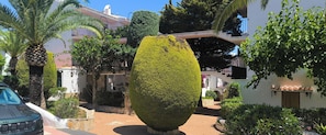 En gårdsplads med en stor, kugleformet topiary, palmer og en parkeret bil.