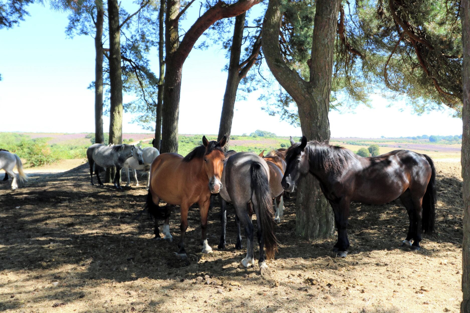 A stable with horses and trees.
