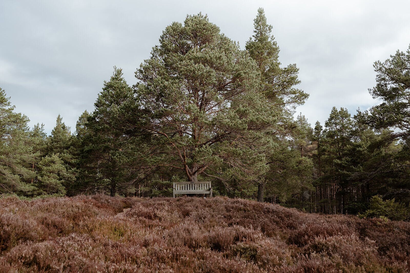 Eine Bank inmitten üppiger Baumlandschaft und Heide.