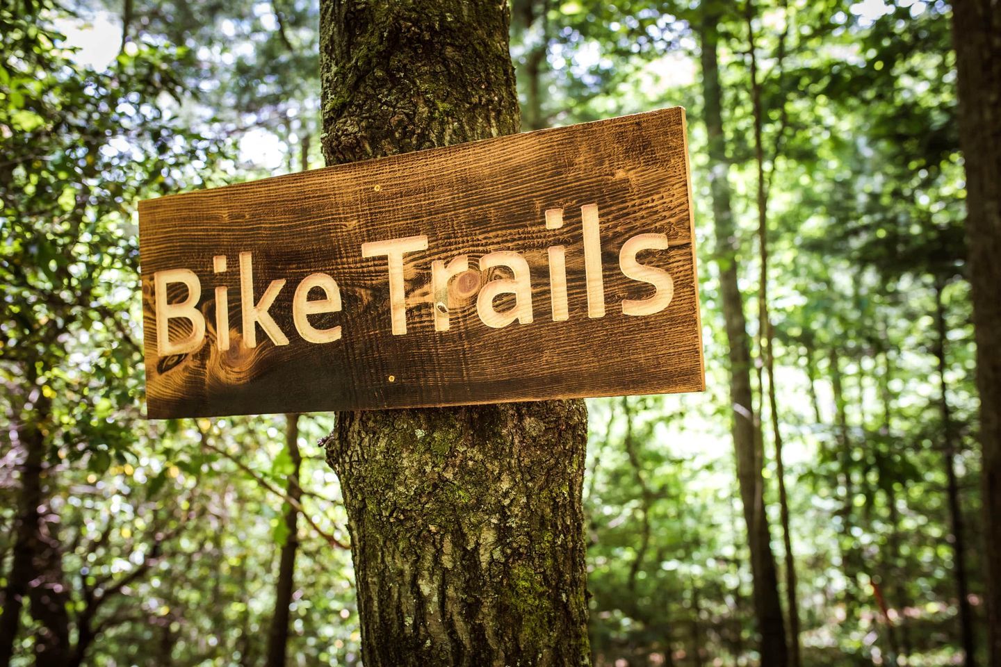 Ein Holzschild mit der Aufschrift 'Bike Trails' an einem Baum im Wald.