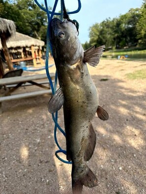 A fish hanging on a blue line, with a thatched-roof structure and a picnic table in the background. - Fully-Equipped Riverside Glamping Safari Tent on the San Marcos River, Texas (Kingsbury)