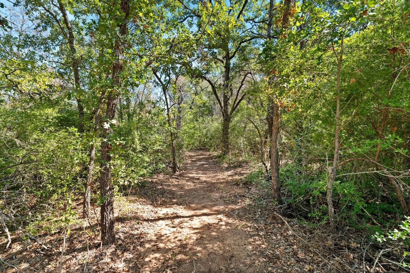 A forested trail with trees and underbrush.